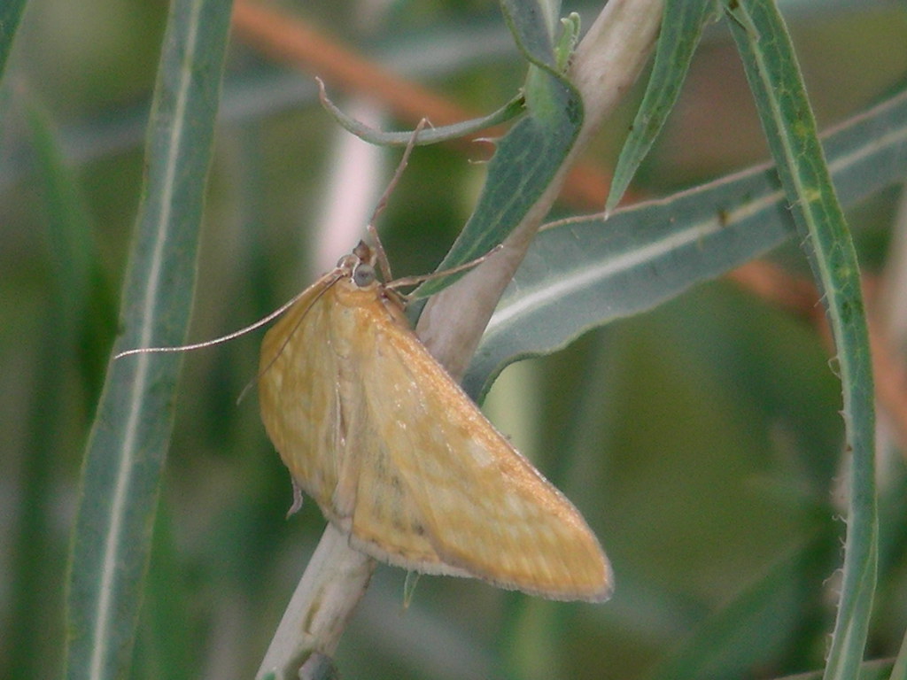 Polyommatus (Polyommatus) thersites